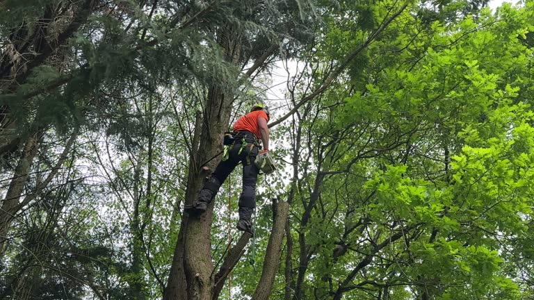 Best Tree Disease Treatment  in Albertville, MN